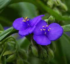 ترادسکانتیا ویرجینیانا